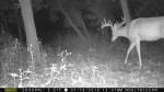 Probably the biggest buck we have seen on our property