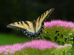 Swallowtail