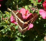 Giant Swallowtail