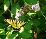Swallowtail