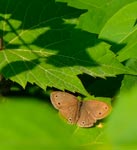 Not sure what type of butterfly