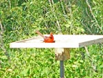 cardinal