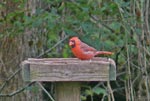 cardinal1