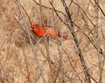 cardinal 2
