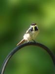 Chickadee
