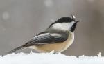 Keeping snow out of a Chickadee's eyes