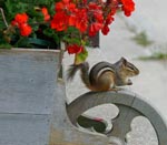 chipmunk
