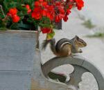 Chipmunk