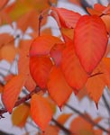 colors 2