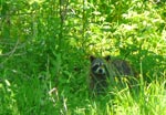 raccoon