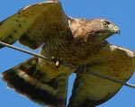 coopers hawk