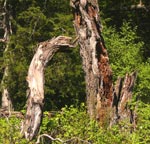 deadtree