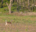 deer