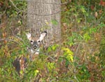 deer 2