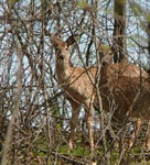 deer 3