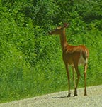 deer 4