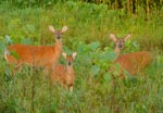 deer 6