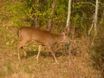 deer 7