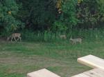 Our First Deer