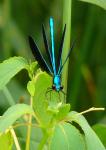 Damselfly