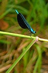 damselfly