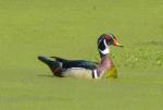 Wood Duck