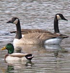 duckgeese