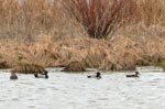 ducks 2