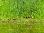 ducks 3