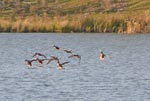 ducksfly