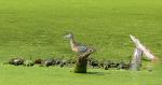 Attentive audience