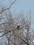 eagle