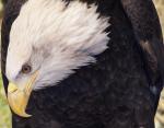 Immature Bald Eagle