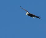 eagle 6