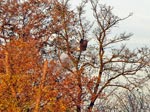 eagle flying