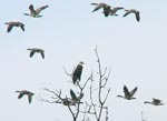 eaglegeese
