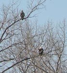 eagles