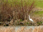egret