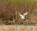 egret fly