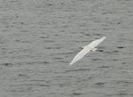 egretflying