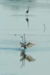 egrets