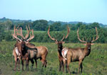 elk