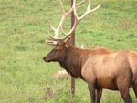 elk1 2