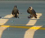 falcons
