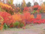 fall