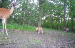 Fawn and Doe