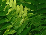 fern