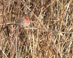 Finch