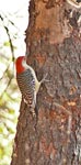 flicker1