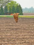 flying
